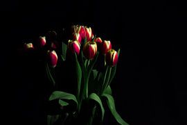 Tulips by Gert-Jan Kamans
