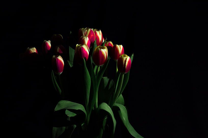 Tulipes par Gert-Jan Kamans