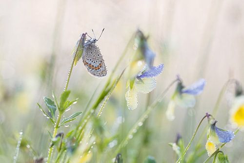 heideblauwtje op zinkviooltje