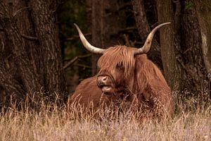 Schottischer Highlander 1. Tiere