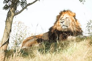  Löwe der im Farbton während eines warmen Tages stillsteht von Sjoerd van der Wal Fotografie