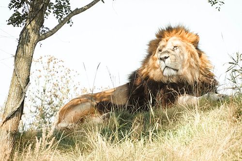 Male Lion resting on a hill in the Savanna