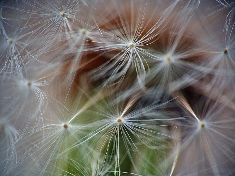 Macro de la balle soufflée par Edgar Schermaul
