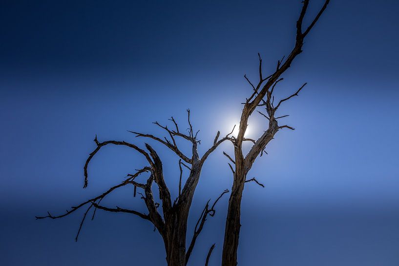 Paysage du delta de l'Okavango par Erik Verbeeck
