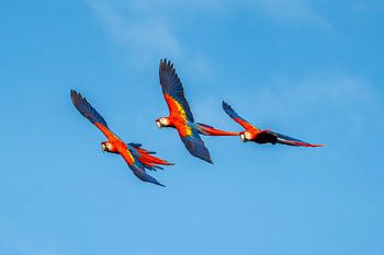 Rote Symphonie | Ara's in voller Pracht