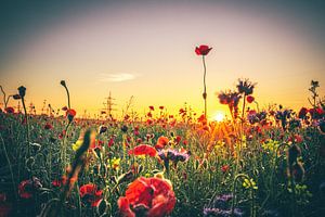 Blumenwiese mit Mohnblumen im sonnenuntergang