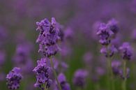 Lavendel by Alfred Meester thumbnail