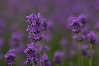 Lavendel