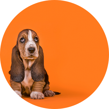 Basset pup in het oranje / Adorable basset hound puppy dog sitting on an orange background van Elles Rijsdijk