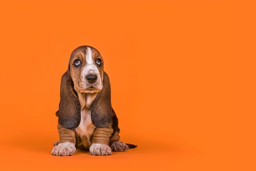 Basset Hound Welpe in Orange / Liebenswerter Basset Hound Welpenhund auf orangem Hintergrund