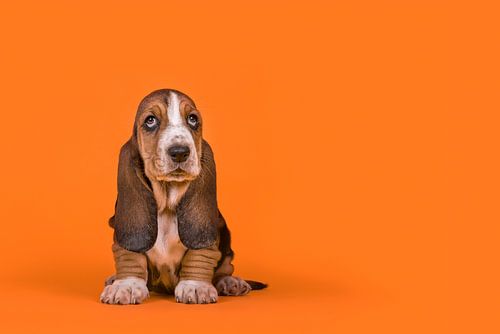 Chiot basset hound en orange / Adorable chien basset hound assis sur un fond orange