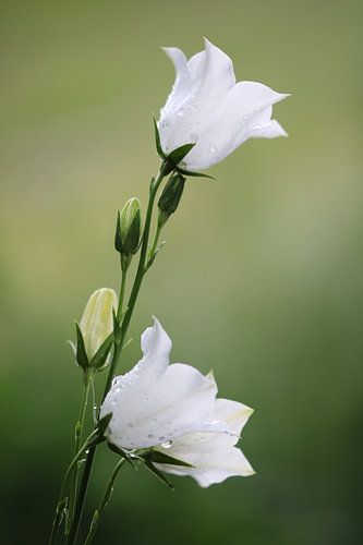 Klokjesbloem - Campanula Persicifolia II
