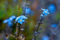 Myosotis
