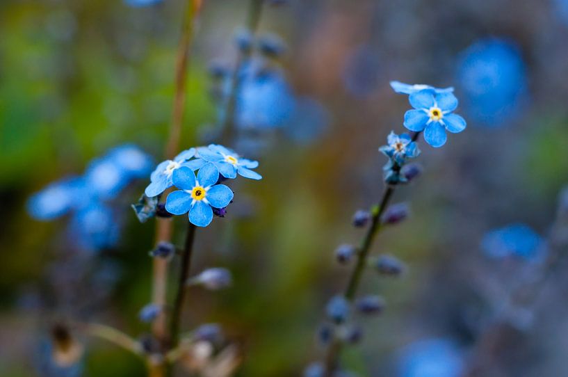 Vergissmeinnicht von Anita van Hengel