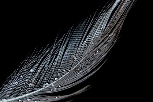 White feather with waterdrops and black background