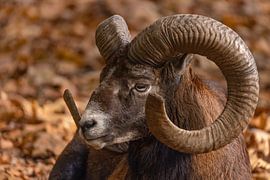 Mouflon (Ovis orientalis)