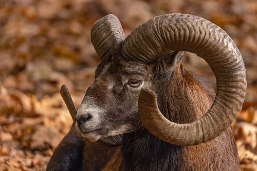 Mouflon (Ovis orientalis)