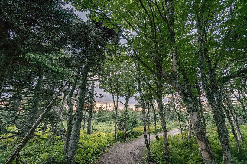 In het bos van Robert de Boer