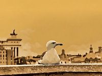 Zeemeeuw op een dak in Rome