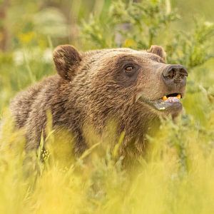 Grizzly sur Kris Hermans