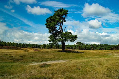 Einsamer Baum von Fotomakerij