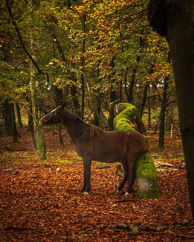 Wild horse with itch scratches its butt on a moss-covered fallen tree trunk