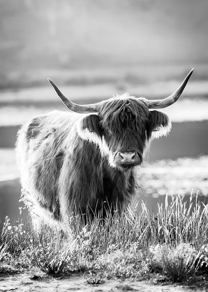 Portret van een Schotse hooglander van Evelien Oerlemans