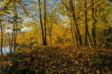 Wanderweg in Herbstfarben!!! von Remco Van Daalen