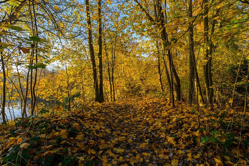 Wandelpad in herfstkleuren!! van Remco Van Daalen