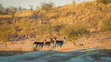 Fallow deer in nature reserve by Dirk van Egmond