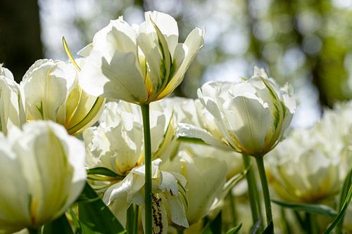 De Tulp- Wit
