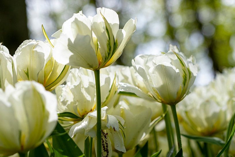 Die Tulpe - Weiß von Marly De Kok