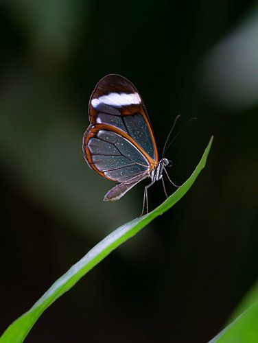 Le magnifique papillon glasswing