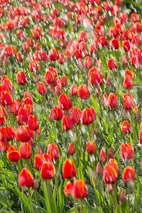 Les tulipes sont irrigués dans le Polder du Nord-Est