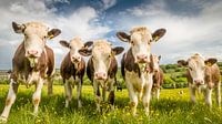 Bruin/witte koeien in het Engelse groene gras