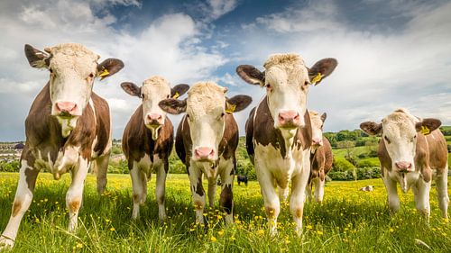 Vaches marron/blanc dans l'herbe verte anglaise