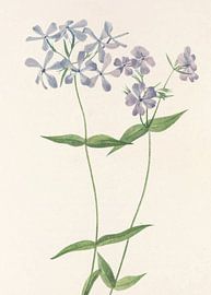 Blue Phlox From North American Wildflowers (1925) By Mary Vaux Walcott. sur Pictufy