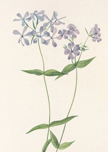 Blue Phlox From North American Wildflowers (1925) Door Mary Vaux Walcott.