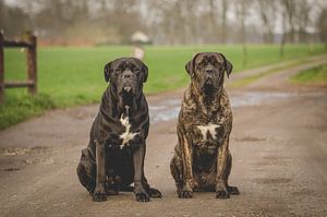 Twee beste vrienden