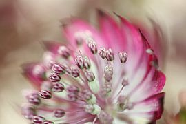Zeeland knot by Bärbel Severens