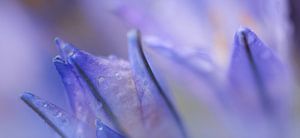 Alien Flowers