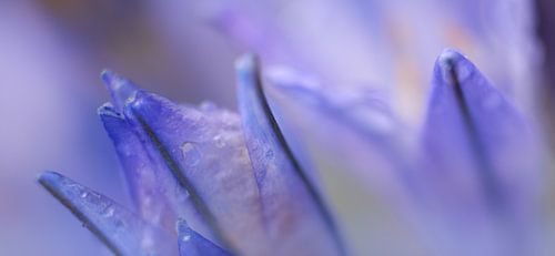 Alien Flowers
