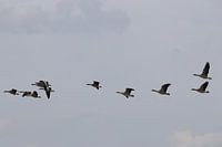 Ganzen in de lucht boven park Lingezegen