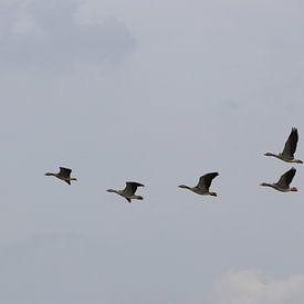 Gänse am Himmel über dem Park Lingezegen von Henri Bekker