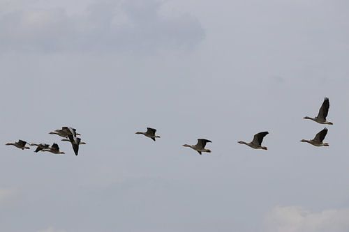 Des oies dans le ciel au-dessus du parc Lingezegen