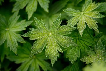 Grüne Blätter im sanften Licht von Poster Art Shop