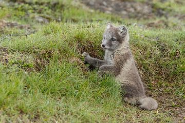 Arcticfox von Menno Schaefer