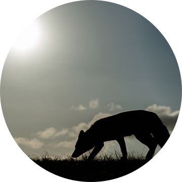 Silhouette van een vos van Menno Schaefer