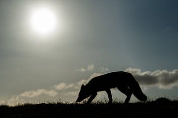 Red fox silhouette