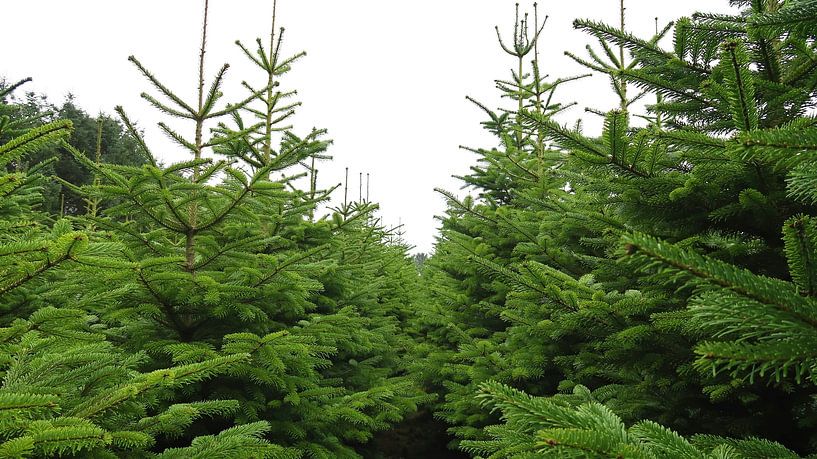 Christmas tree plantation by Bo Valentino